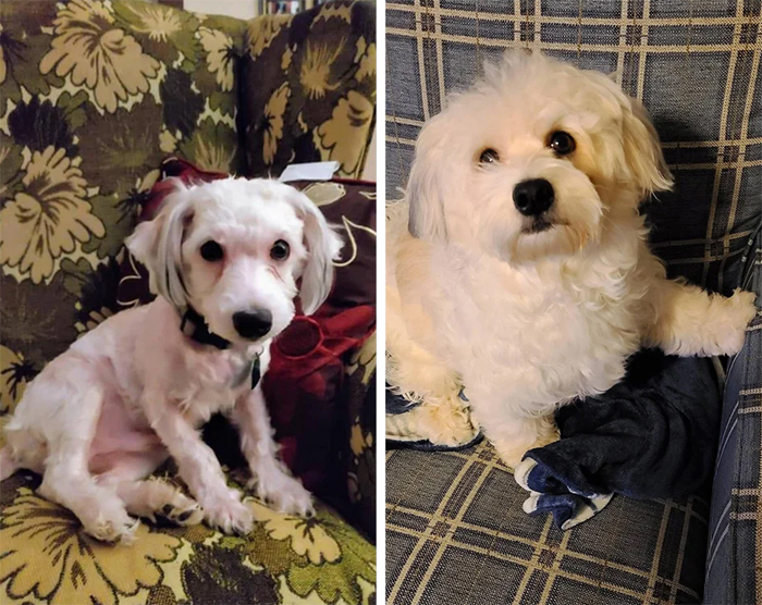 abused puppy before and after adoption