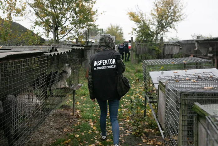 activists investigate fur farm cruelty