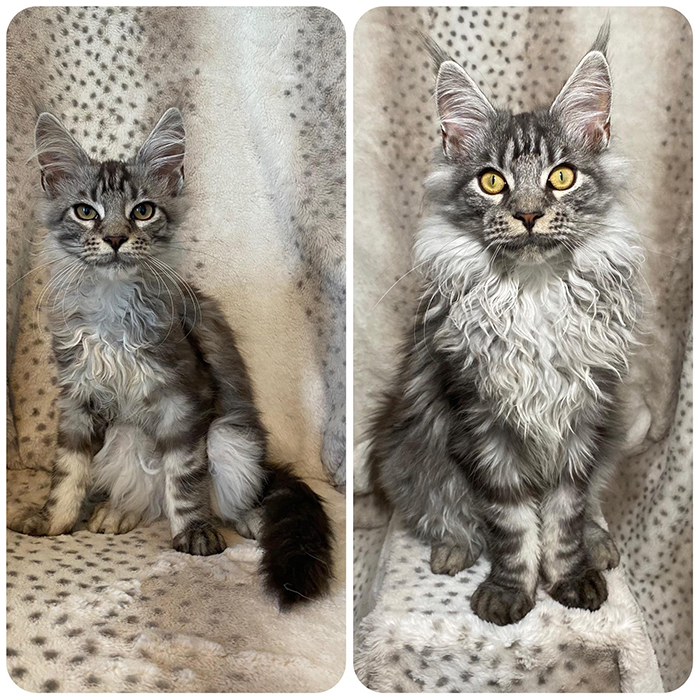 adopted cat before and after twelve weeks rescue pet photos