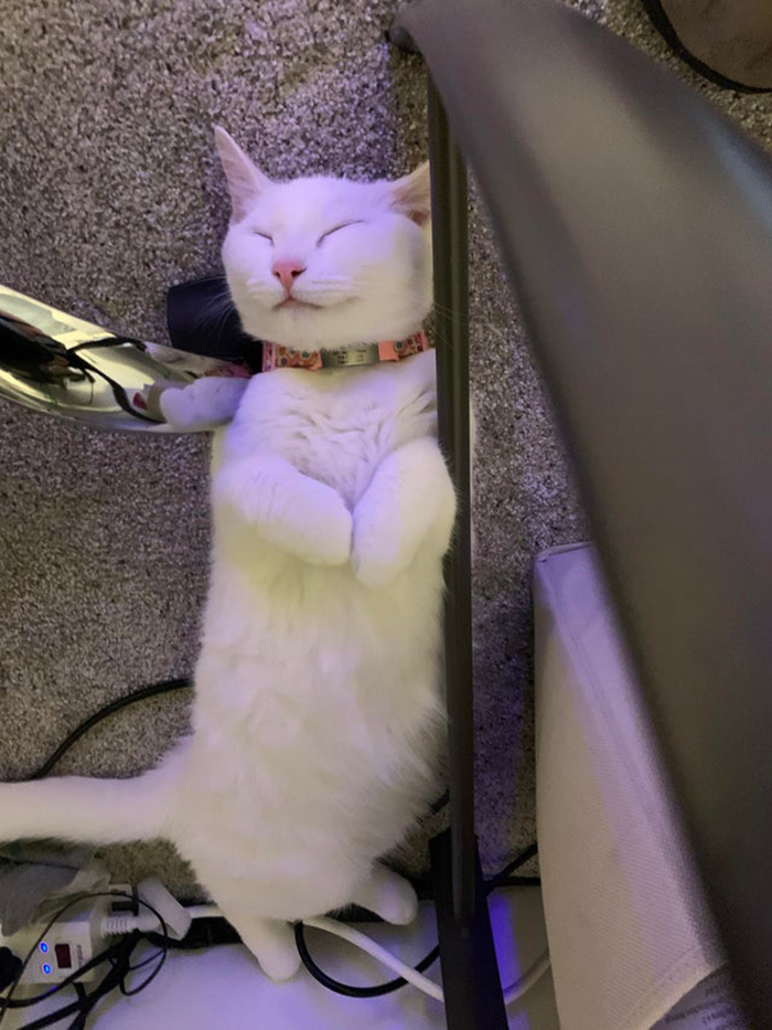 adopted cat looking happy while sleeping