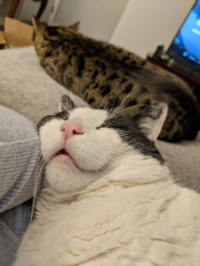 adopted cat sleeping peacefully rescue pet photos