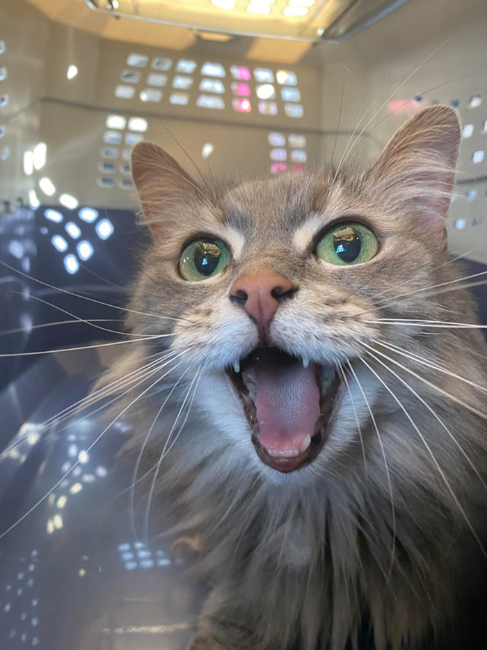 adopted cat with mouth wide open rescue pet photos