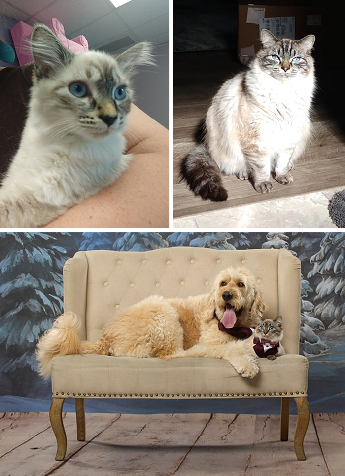 adopted cats before and after photos