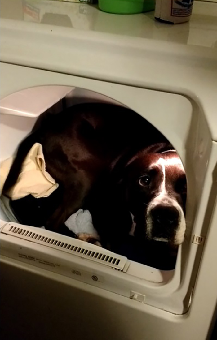 adopted dog inside clothes dryer