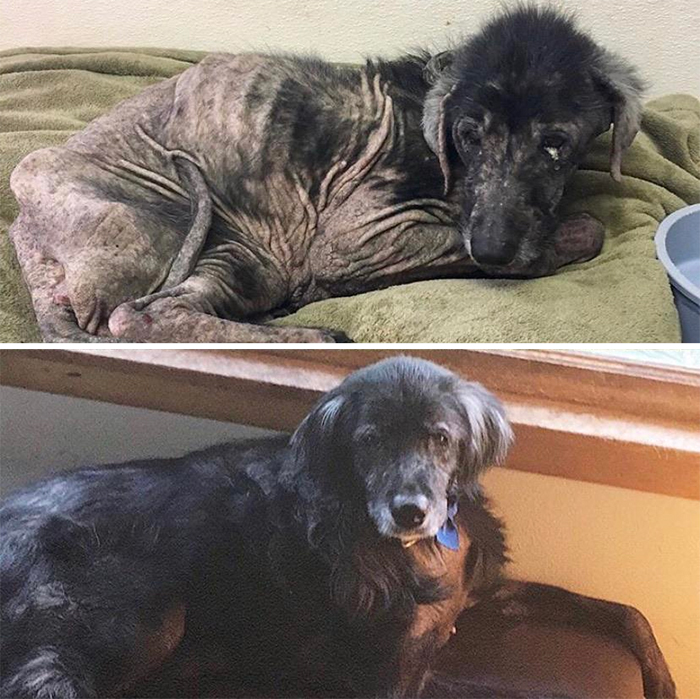 adopted dog photos transformation