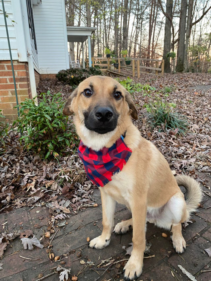 adopted dog wearing red and blue plaid scarf