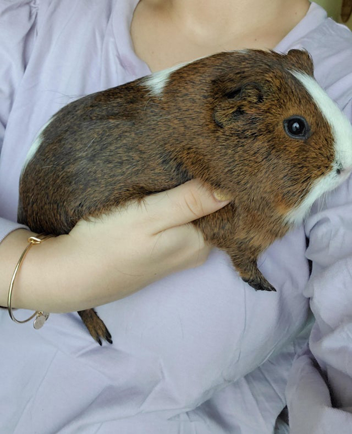 adopted guinea pig with new owner
