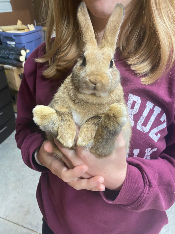 adopted rabbit with new owner