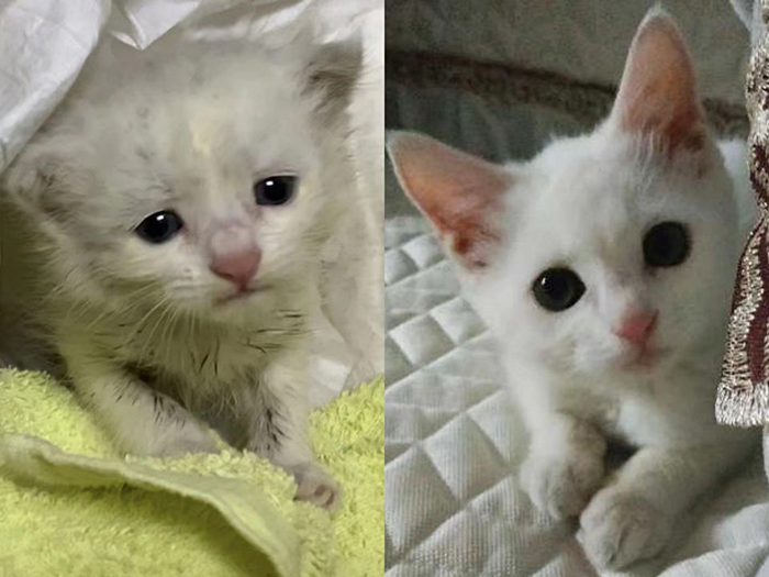 adopted stray kitten before and after two months