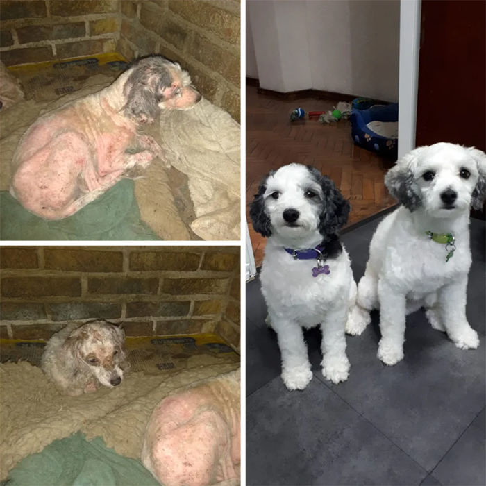 amazing transformation adoption dog photos