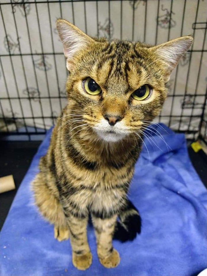 angry looking cat named giggles rescue pet photos