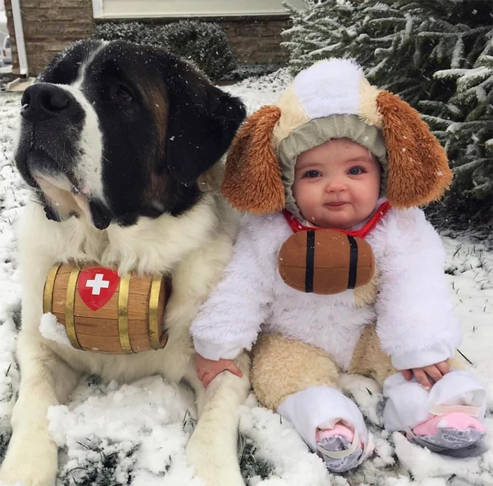 baby girl and saint bernard in the snow