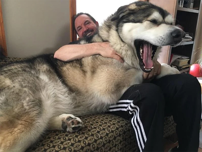 beastly canine with owner