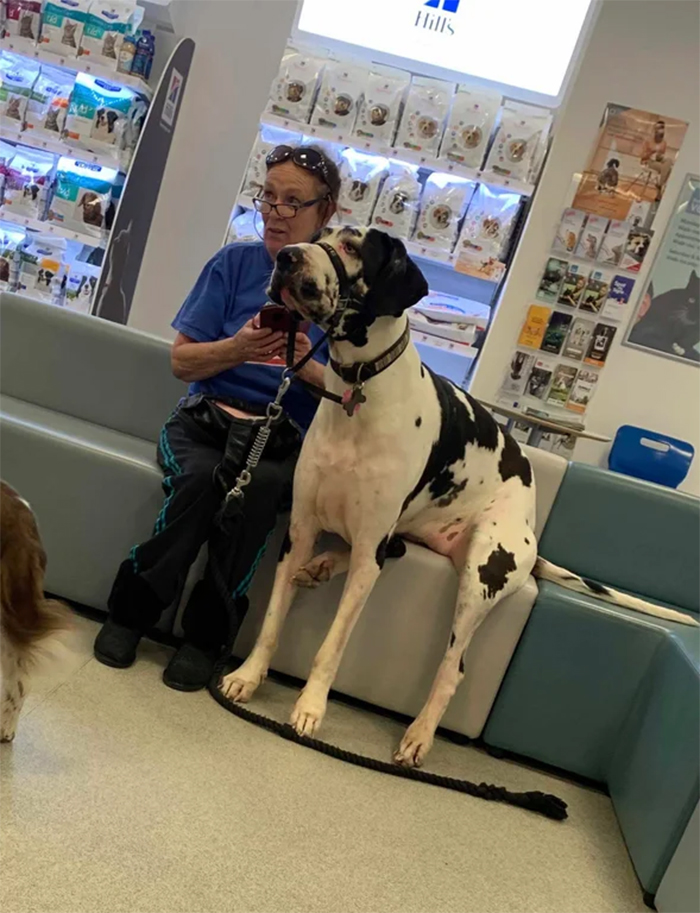 big dogs at the vet