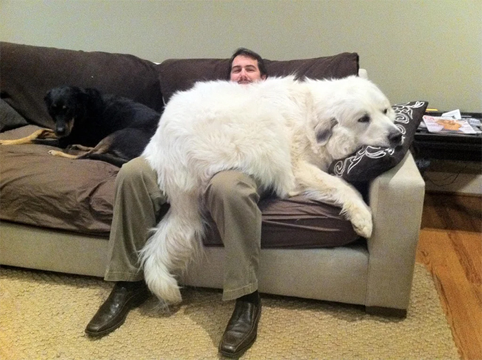 big dogs bear lapdog