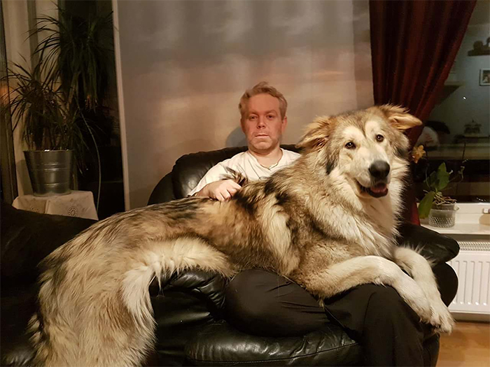 big dogs giant lapdog