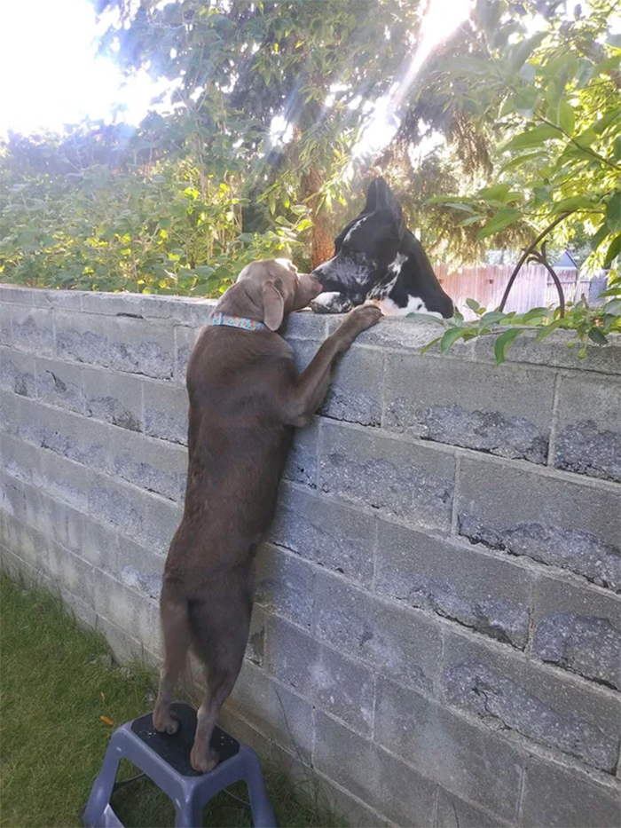 big dogs greeting each other over the fence