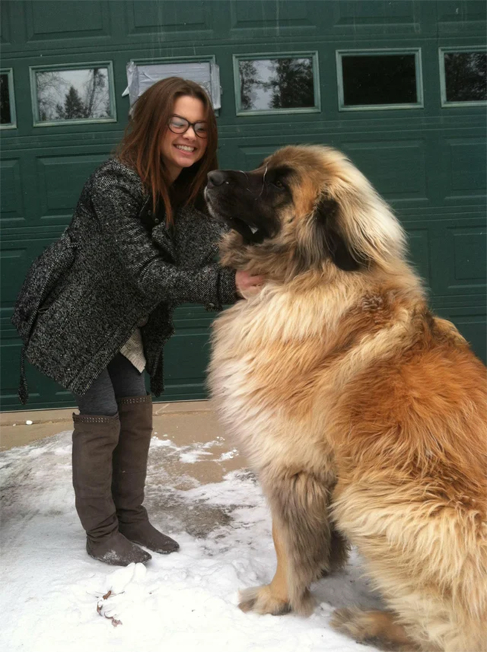 big dogs leonberger