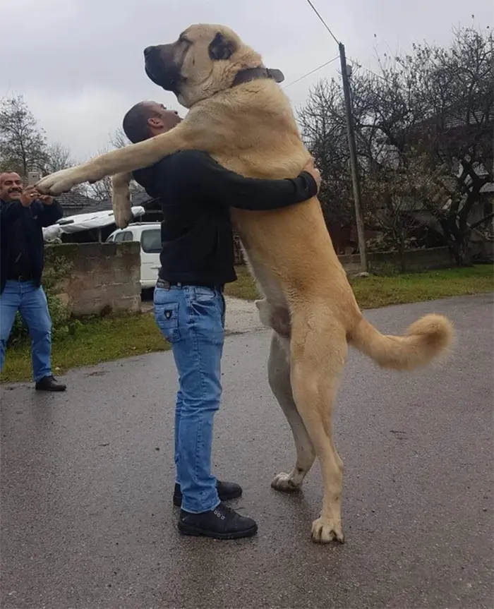 big dogs love some hugs