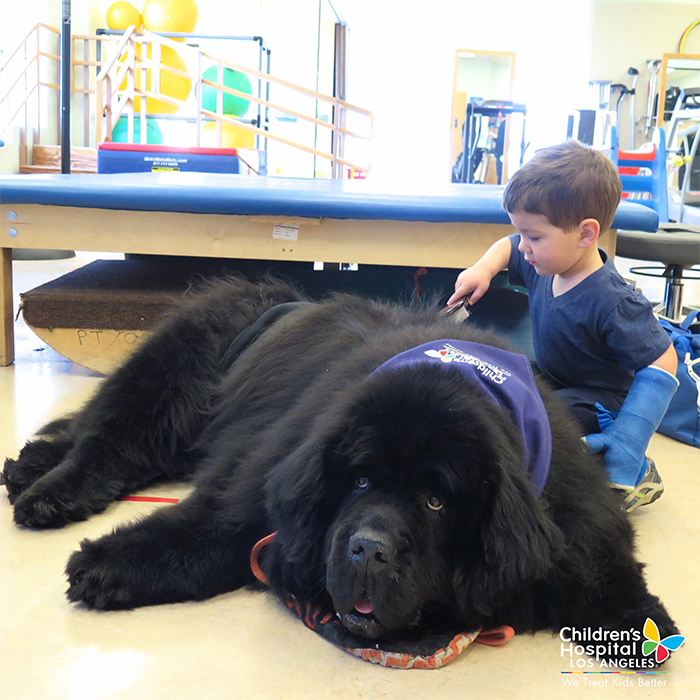 big dogs newfoundland therapy dog