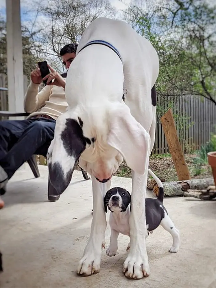 big dogs next to small dogs