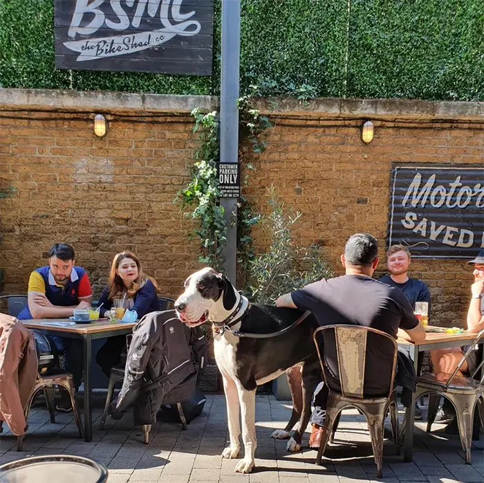 big dogs spotted at outdoor restaurant