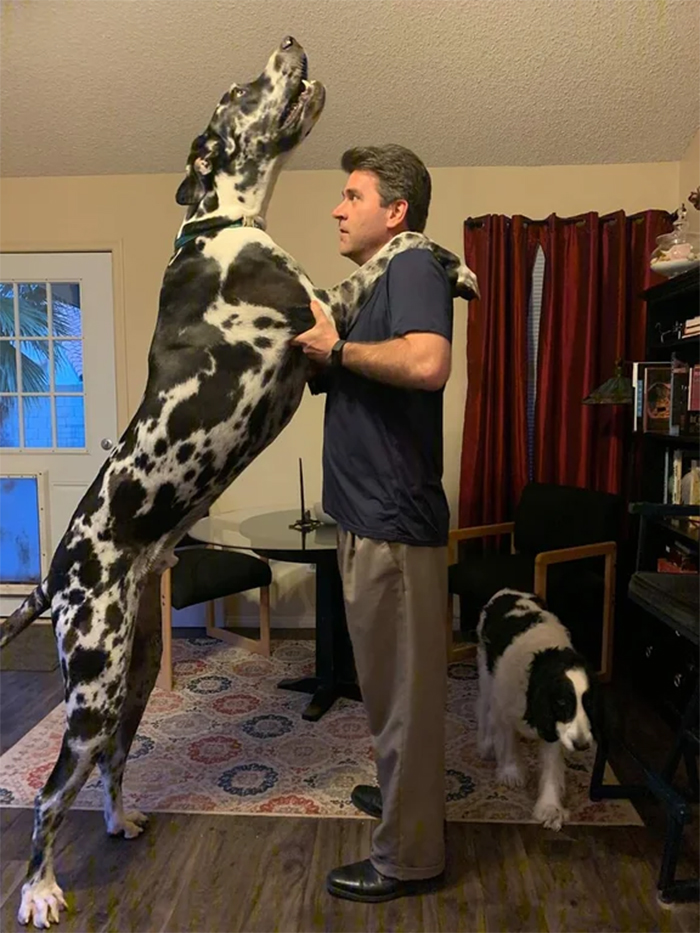 big dogs taller than humans