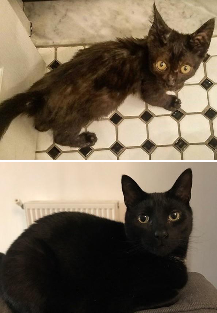 black rescue kitty then and now