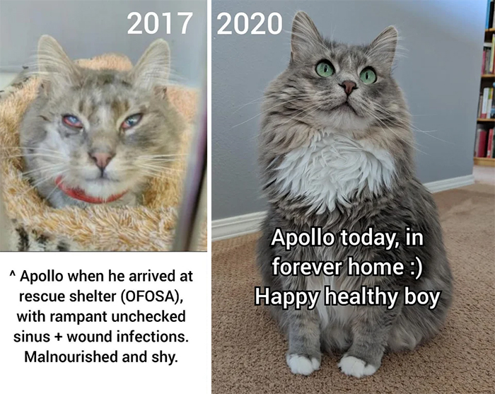 cats before and after adoption photos