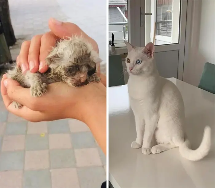 cats before and after adoption