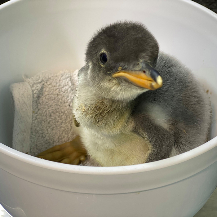 chick fostered by gay penguin couple