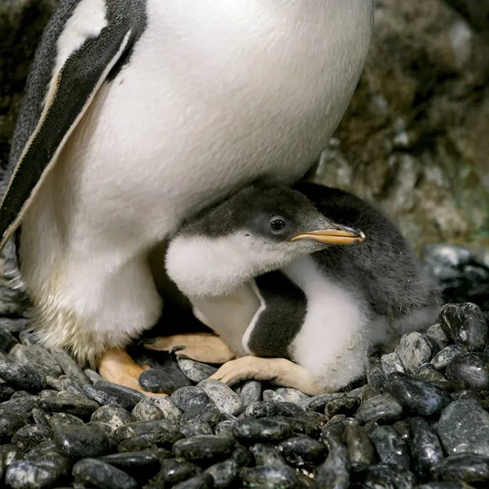 chick hatched by gay penguin couple