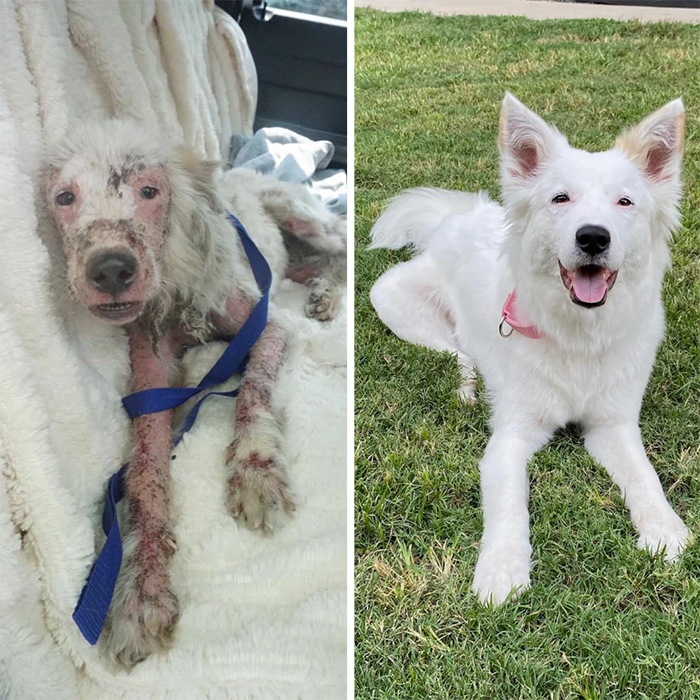 dog photos before and after adoption