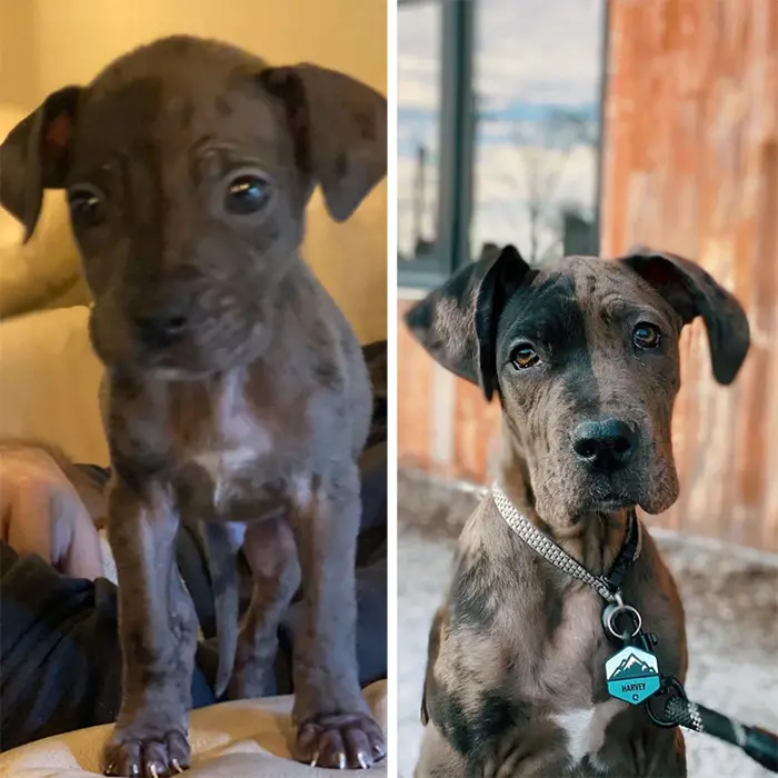 dog photos puppy growing up