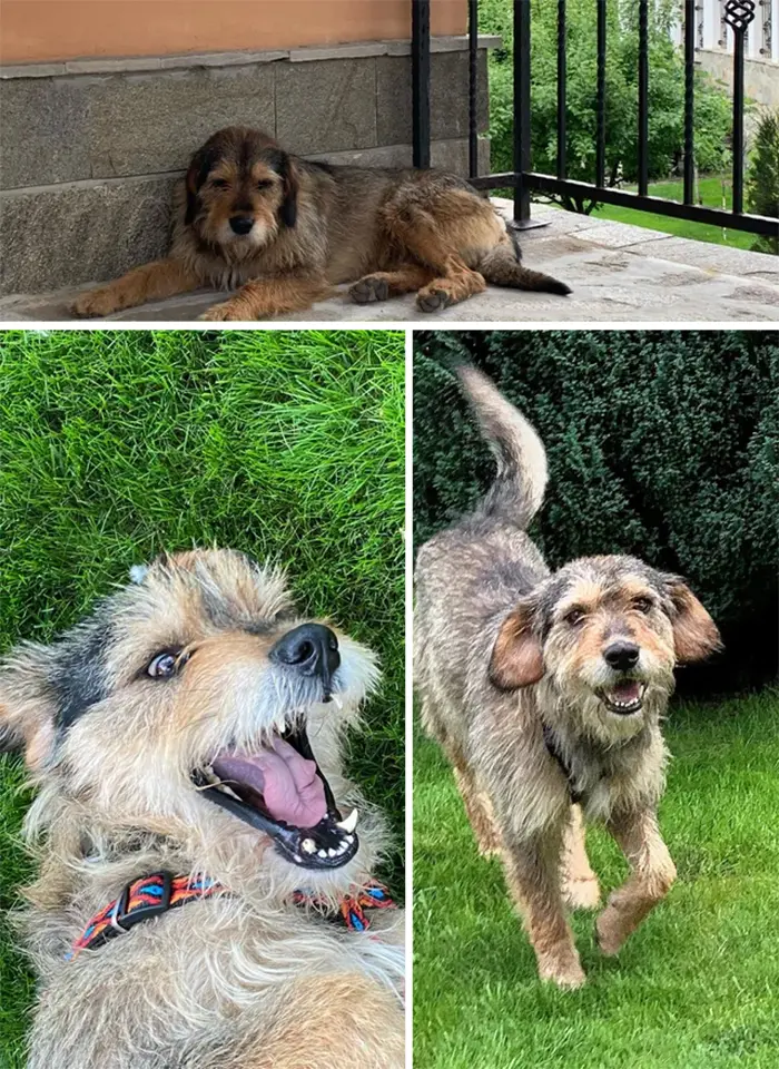 dog photos sad to happy transformation