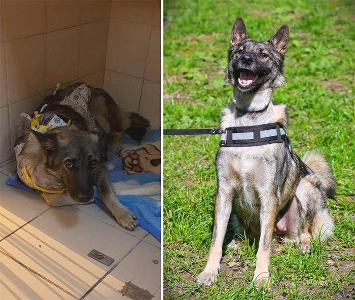 dog photos transformation collar ingrown to trachea