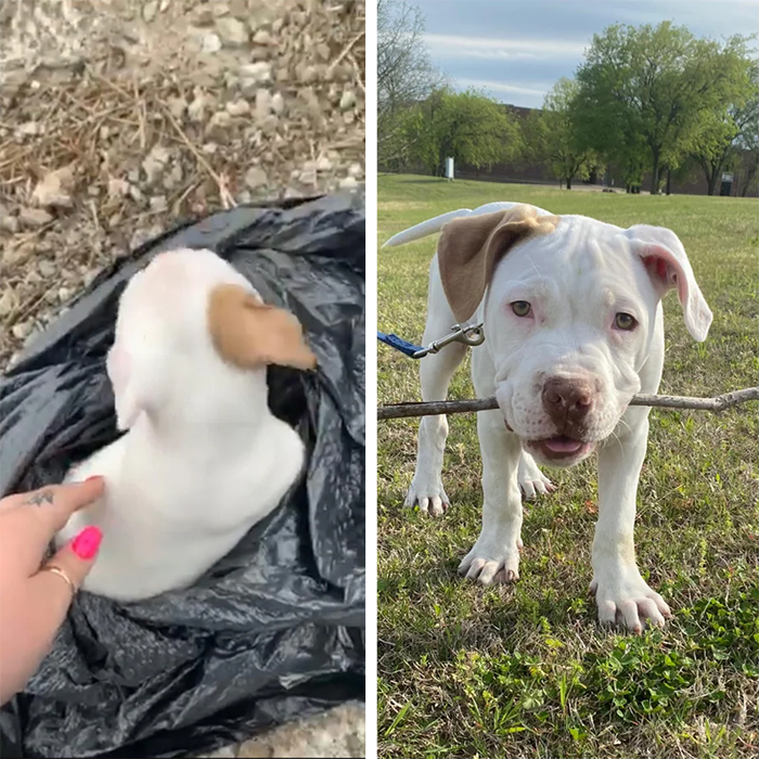 dog photos transformation discarded puppy