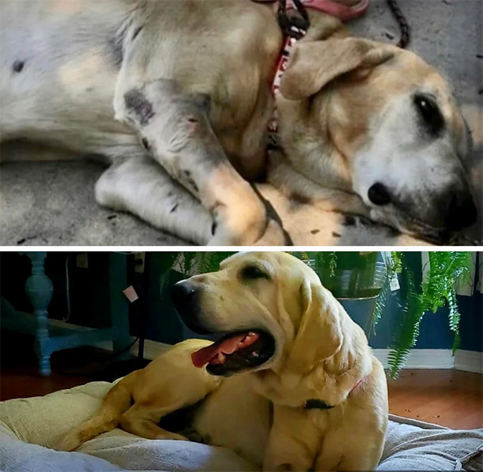 dog photos transformation shot in the leg