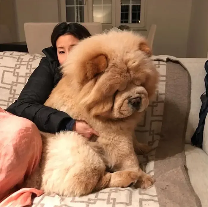 doggo looks like giant teddy bear