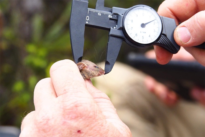 endangered marsupial species head measurement