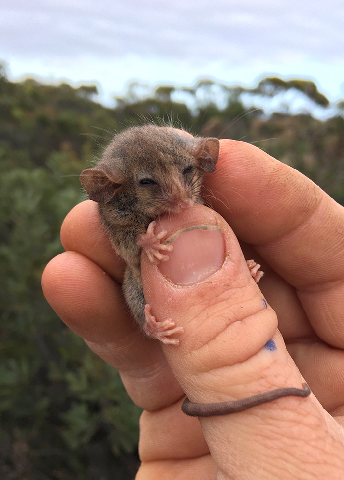 endangered marsupial species rediscovered