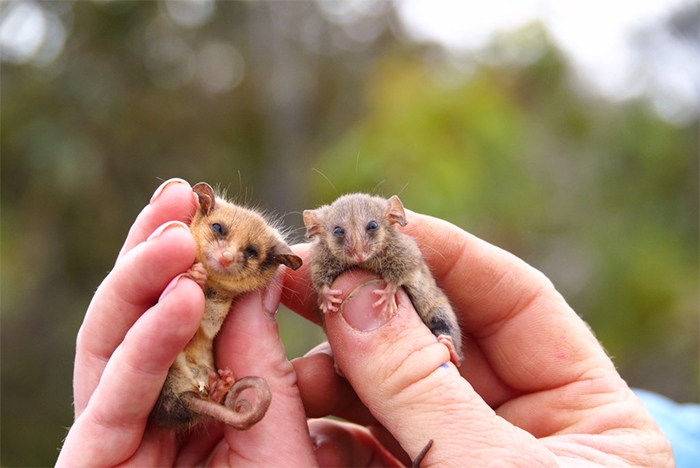 endangered marsupial species