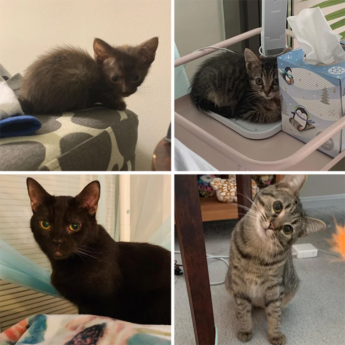 feral kittens adopted then and now
