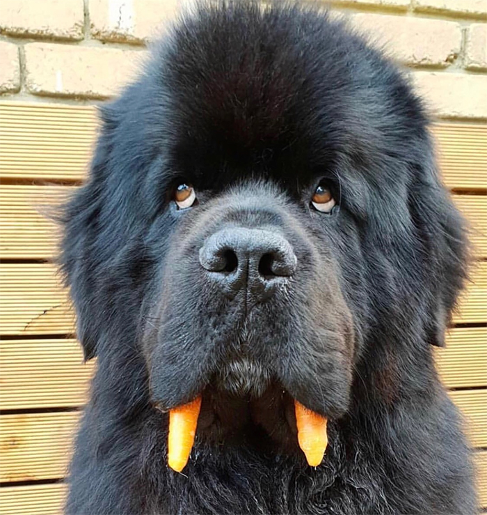 fluffy doggo carrot teeth walrus