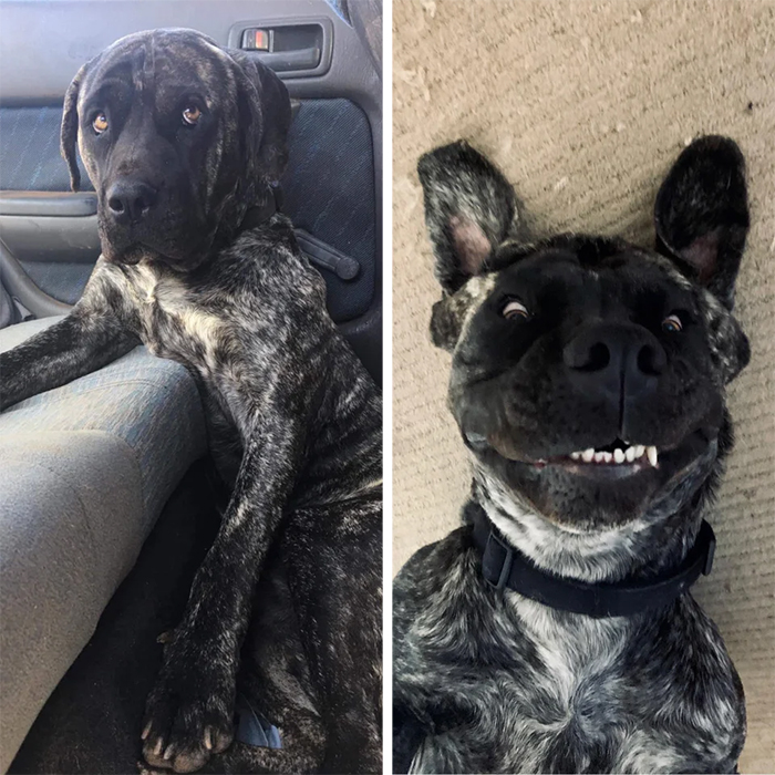 foster dog photos before and after adoption