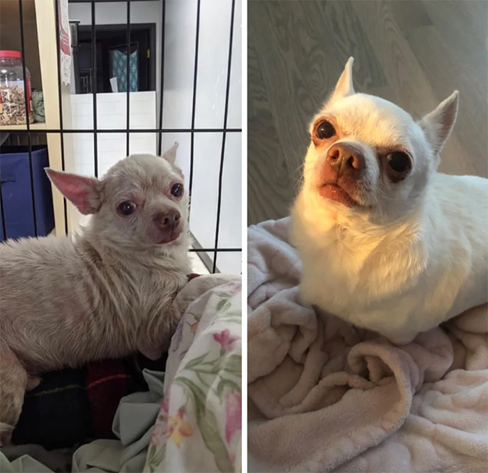 foster dog photos transformation then and now