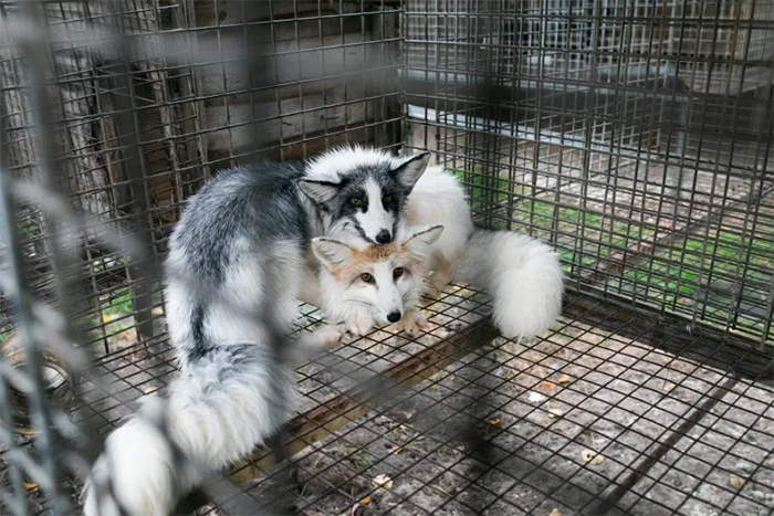 foxes in captivity fur farm cruelty