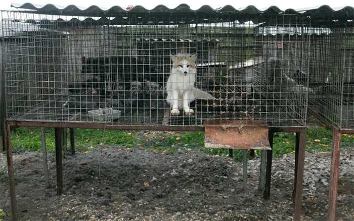 foxes in fur farm