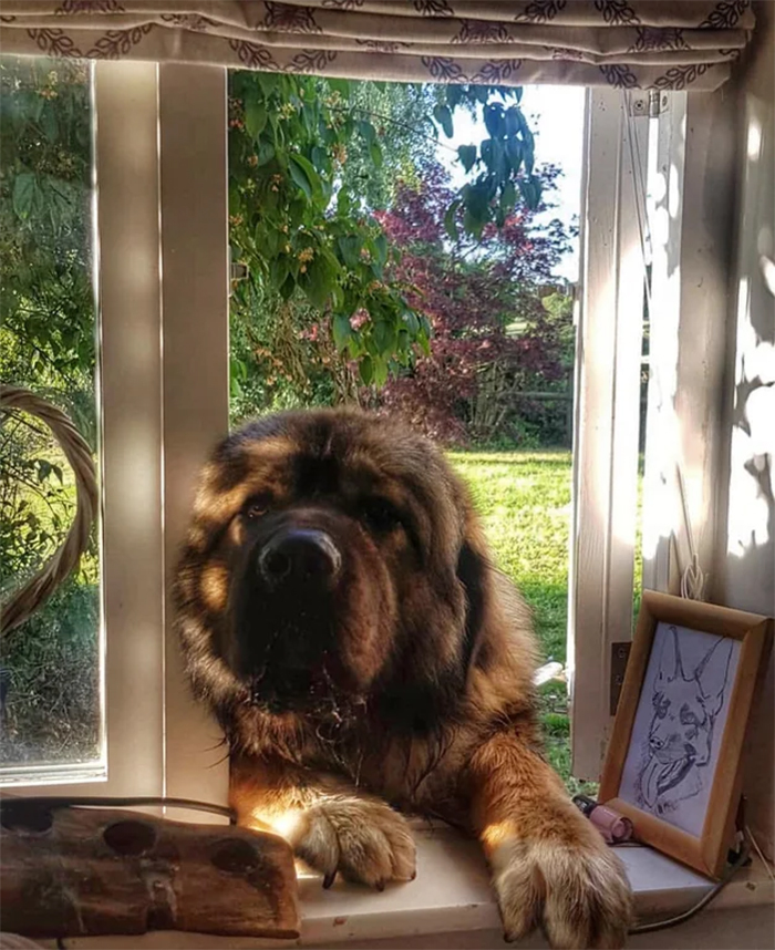 friendly giant canine on the window