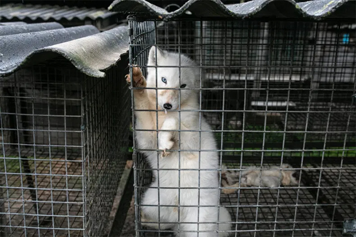fur farm fox in cage